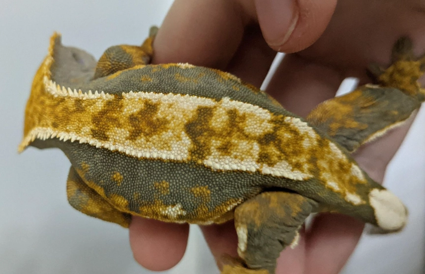 do crested geckos like to be held