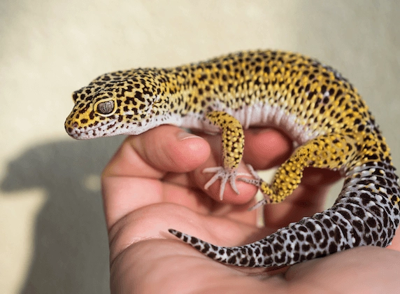 leopard gecko care tips