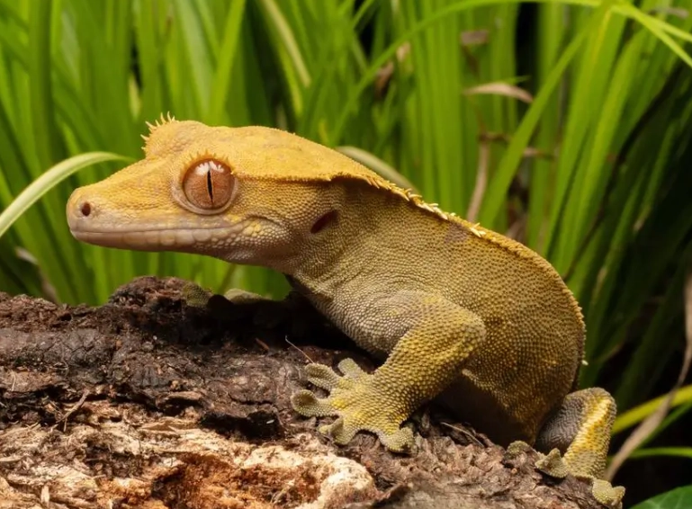 female crested gecko lifespan female crested gecko lifespan