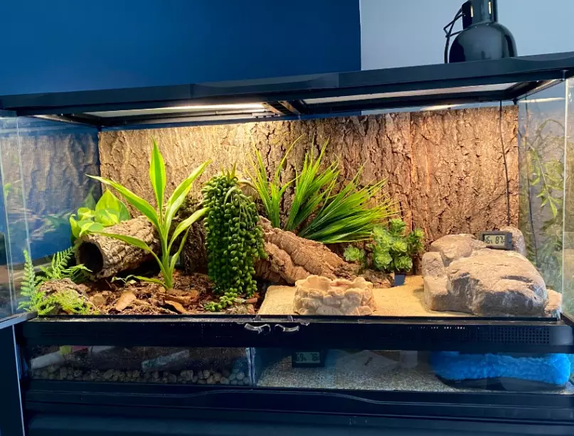 African fat tailed gecko habitat