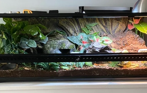 fat tailed gecko enclosure
