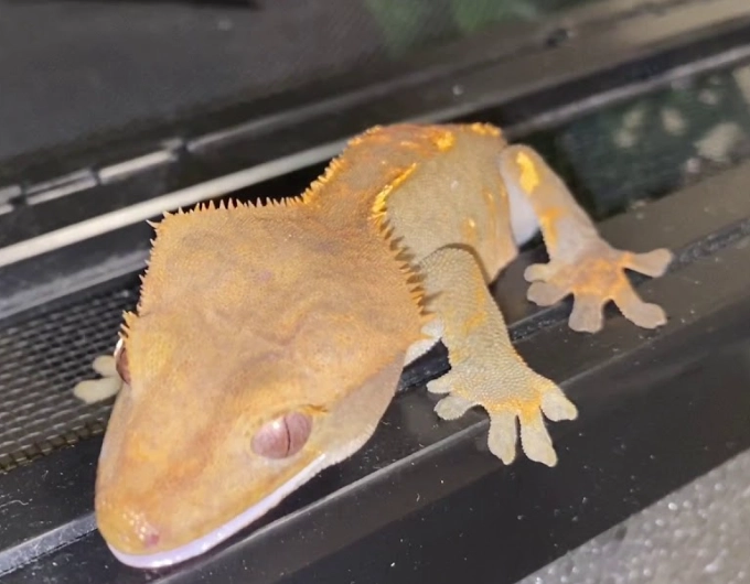 how often to clean crested gecko enclosure how often to clean crested gecko enclosure