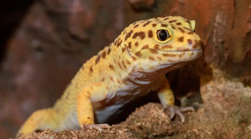 how long do leopard geckos live