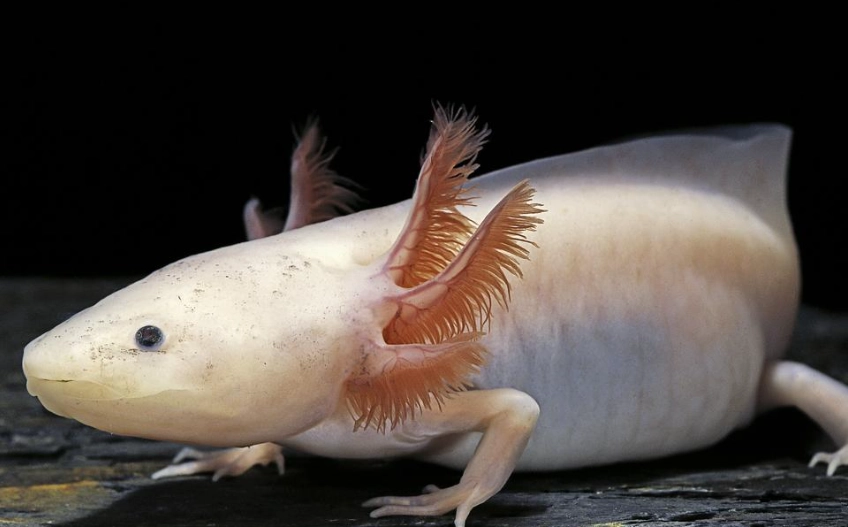 axolotl care