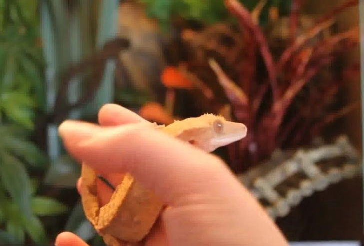 crested gecko habitat maintenance schedule crested gecko habitat maintenance schedule