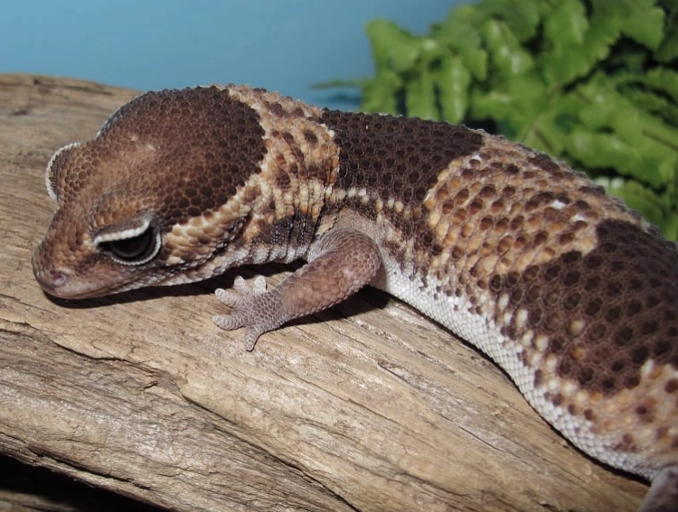 fat tailed gecko pet