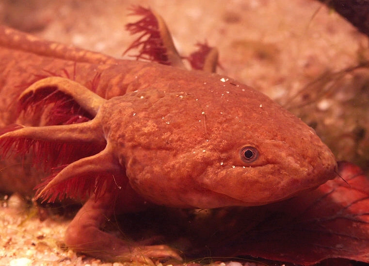 red axolotl care
