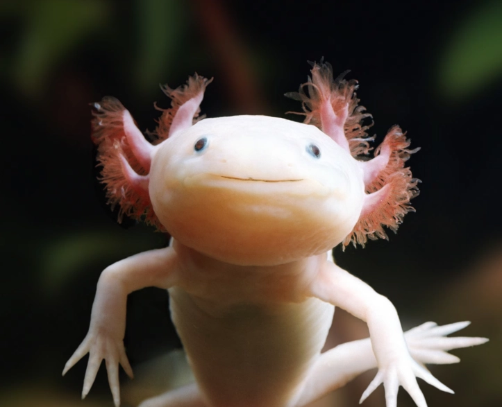 albino axolotl