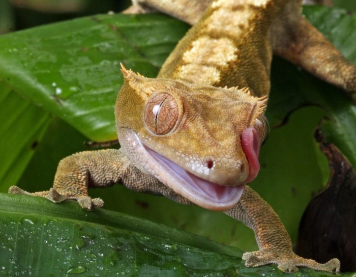 crested gecko handling