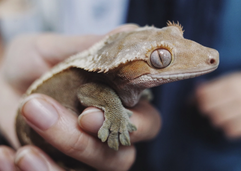 crested gecko handling