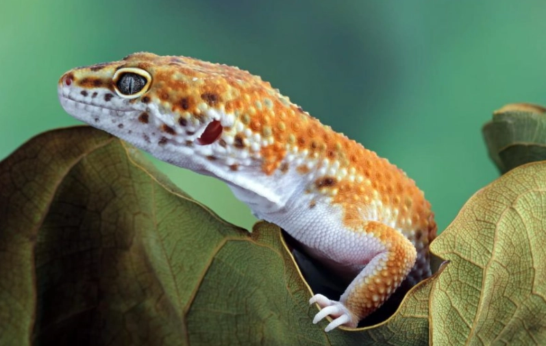 how long do leopard geckos live
