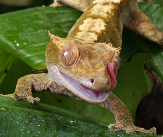 crested gecko tank cleaning frequency crested gecko tank cleaning frequency