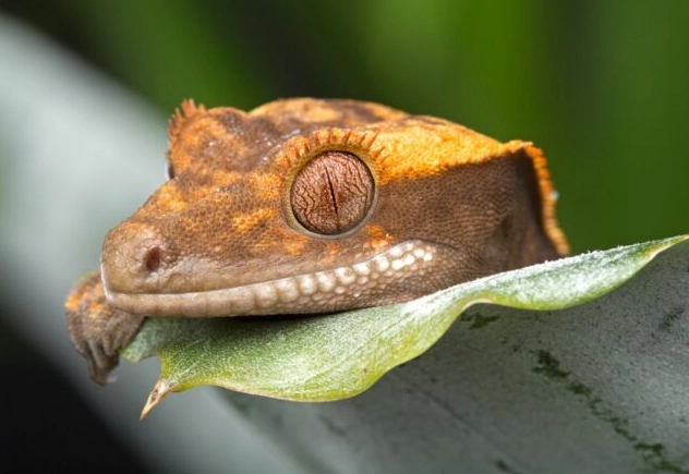 crested gecko temperament