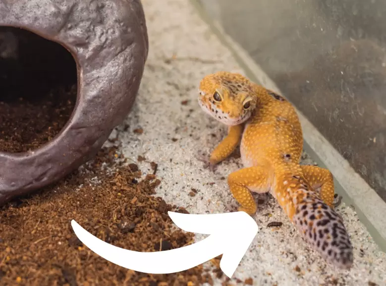 are fat tailed geckos good pets