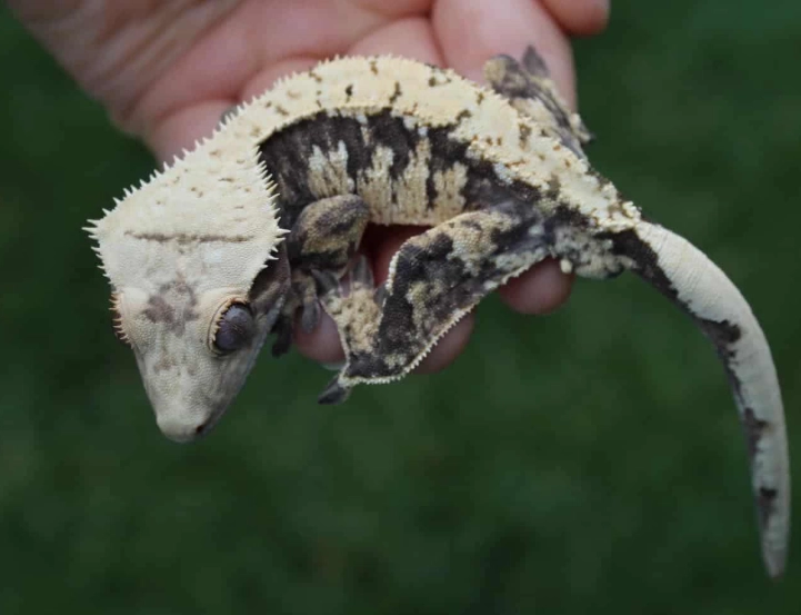 do crested geckos like to be held