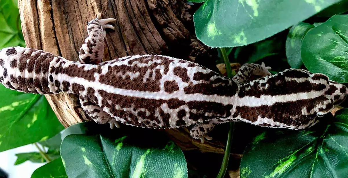 are fat tailed geckos good pets