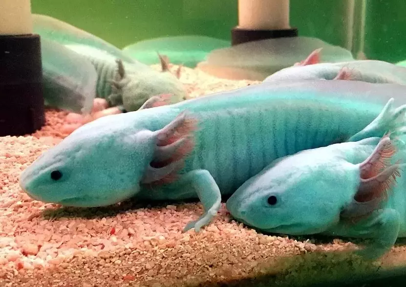 axolotl care