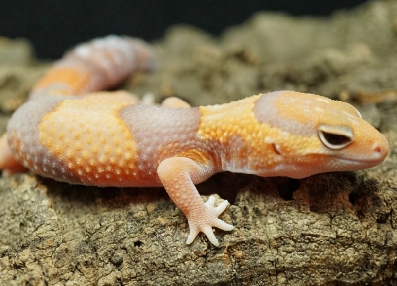 fat tailed gecko pet