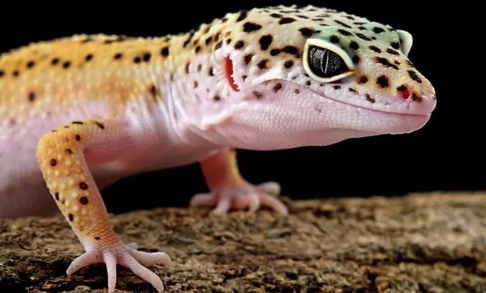 leopard gecko lifespan