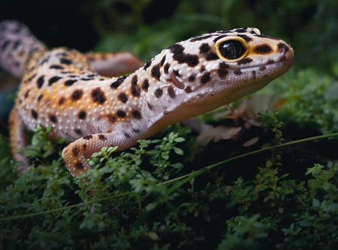 leopard gecko lifespan
