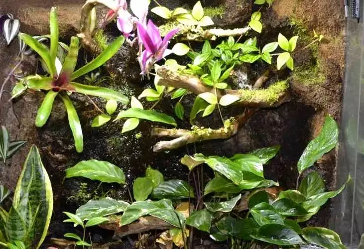 African fat tailed gecko habitat