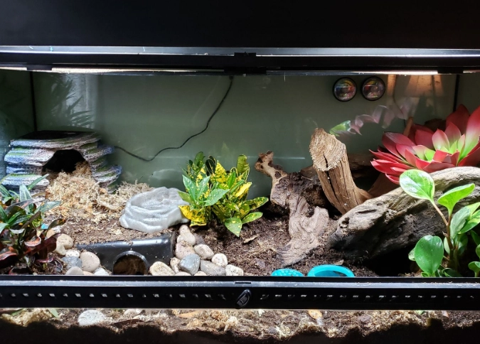 fat tail gecko tank size