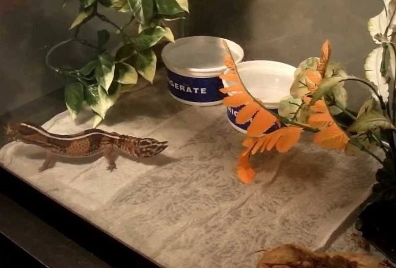 fat tailed gecko enclosure