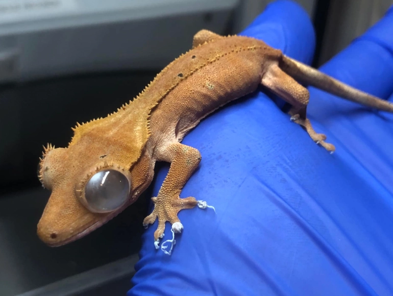 how often to clean crested gecko enclosure how often to clean crested gecko enclosure