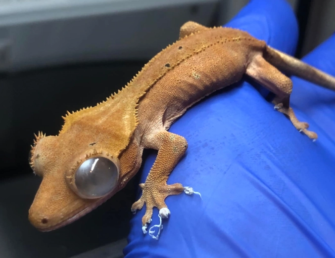 crested gecko temperament