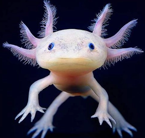 axolotl care