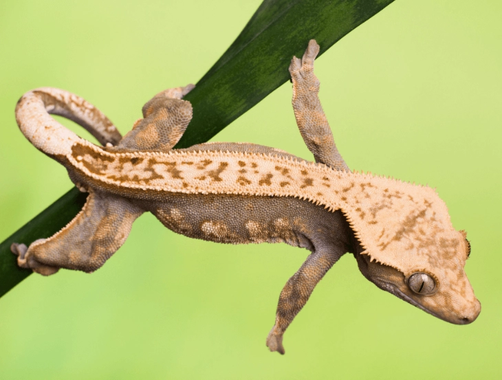friendly crested gecko
