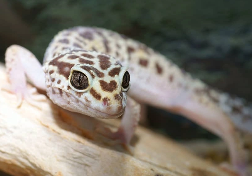 leopard gecko vs fat-tailed gecko