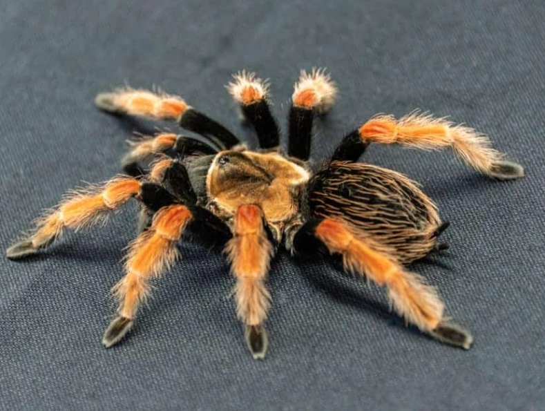 pet tarantula species pet tarantula species