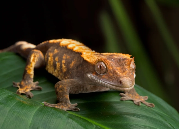 crested gecko temperament