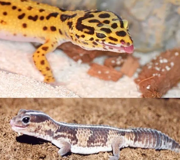 fat-tailed gecko care