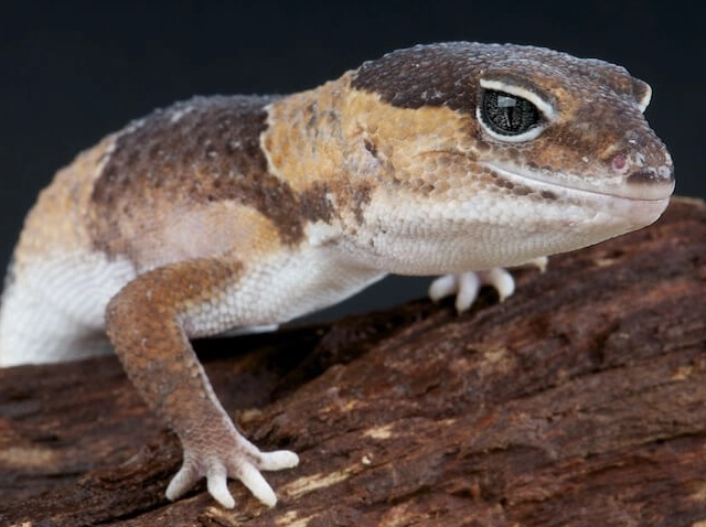 African fat tailed gecko care African fat tailed gecko care
