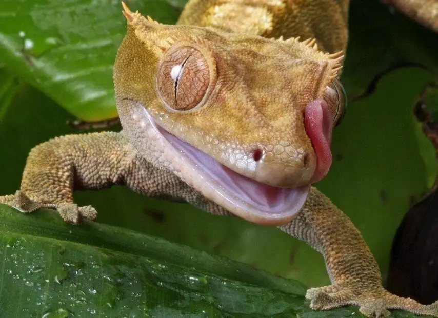 crested gecko temperament