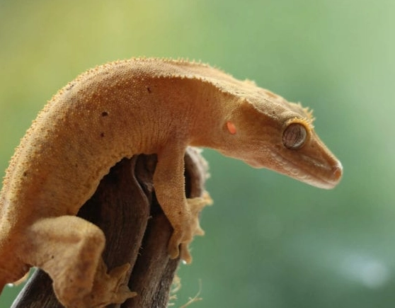 are crested geckos good pets