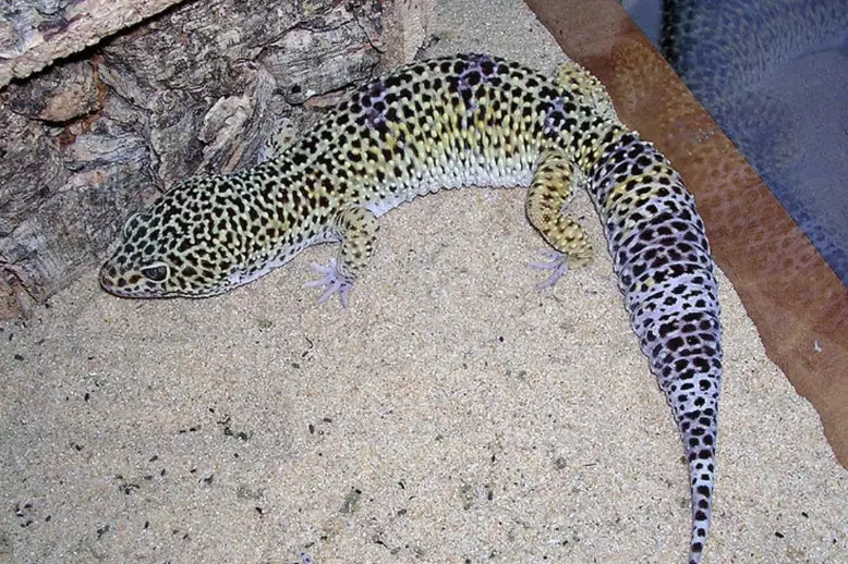 fat tailed gecko vs leopard gecko