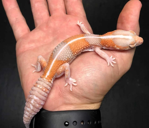 fat tailed gecko lifespan fat tailed gecko lifespan