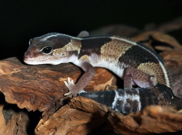 how long do fat tailed geckos live how long do fat tailed geckos live