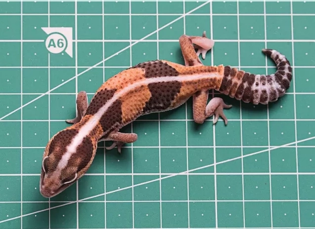 choosing a pet gecko