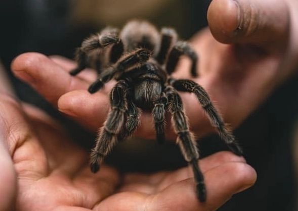 beginner tarantula beginner tarantula