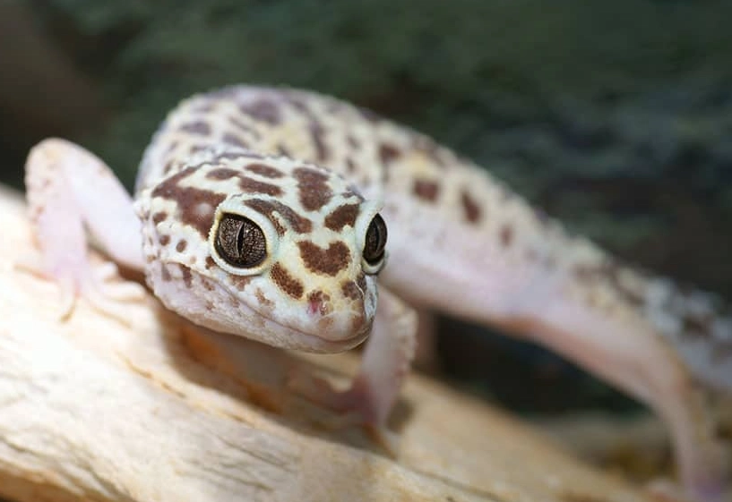 leopard gecko care vs fat tailed gecko