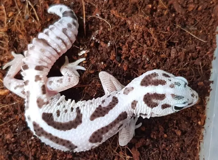African fat tailed gecko care African fat tailed gecko care