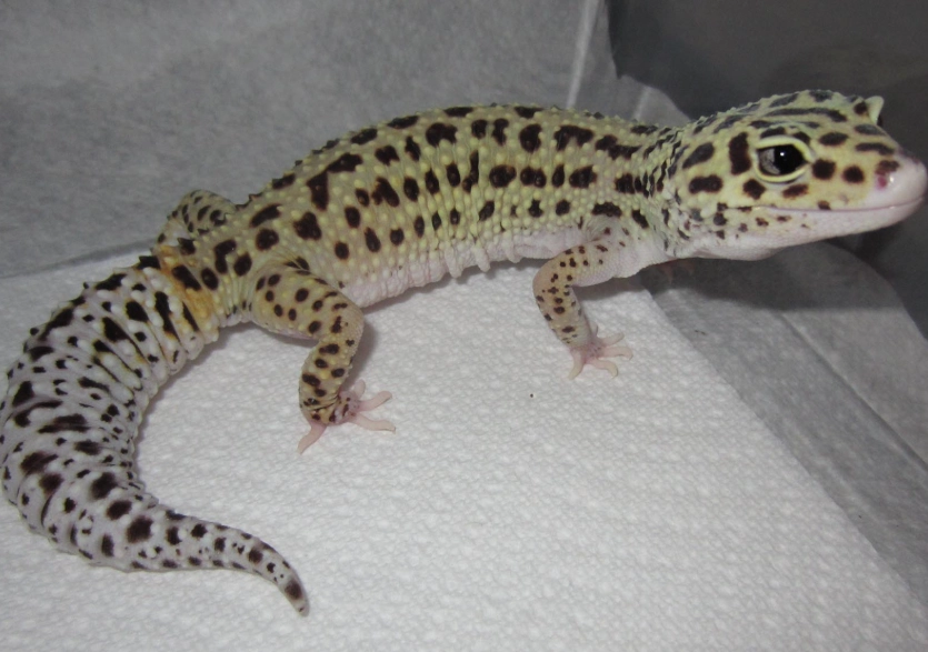 beginner pet gecko