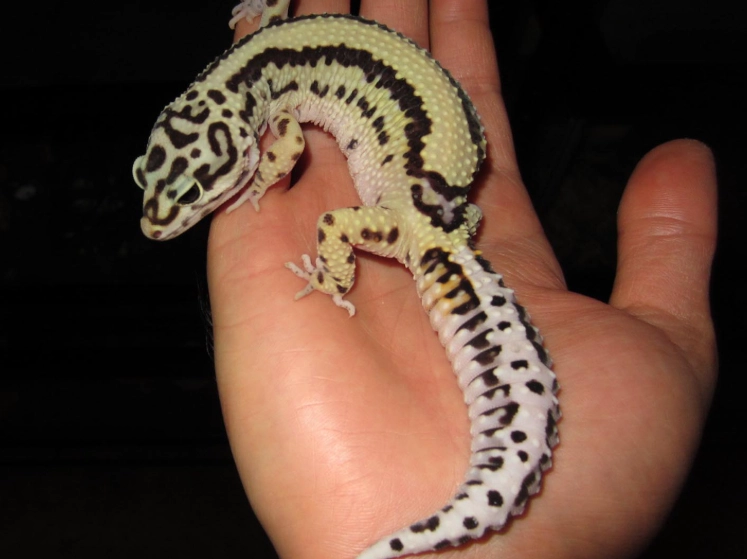 fat-tailed gecko care