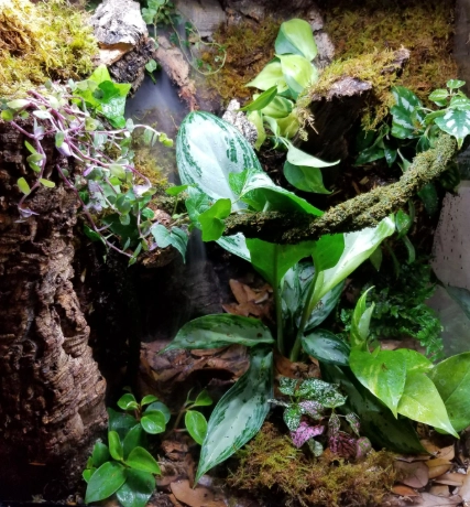 crested gecko enclosure setup