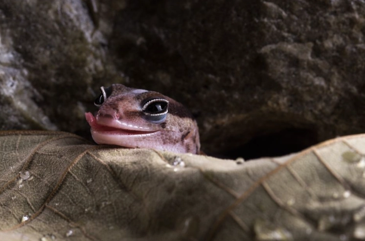 how long do fat tailed geckos live how long do fat tailed geckos live