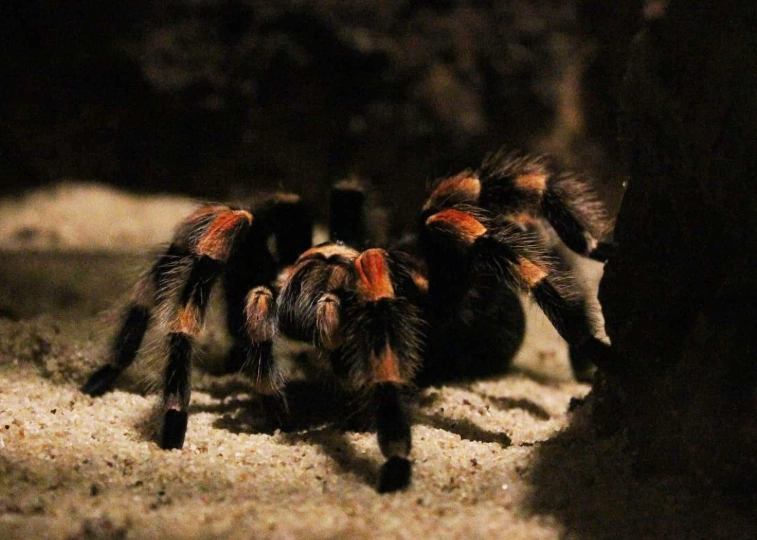 tarantula care guide tarantula care guide